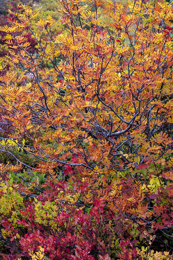Huckleberry bushes and mountain ash in autumn hues in Mount Rainier National Park, Washington State